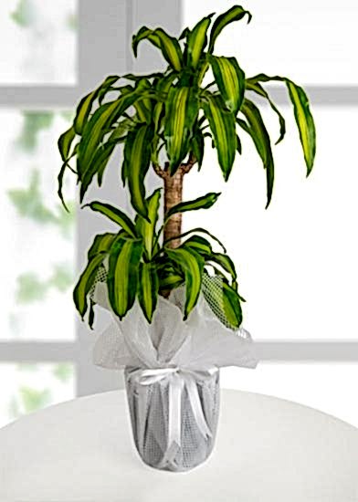 Gardenya Dracena Massengena  Saksı Çiçeği